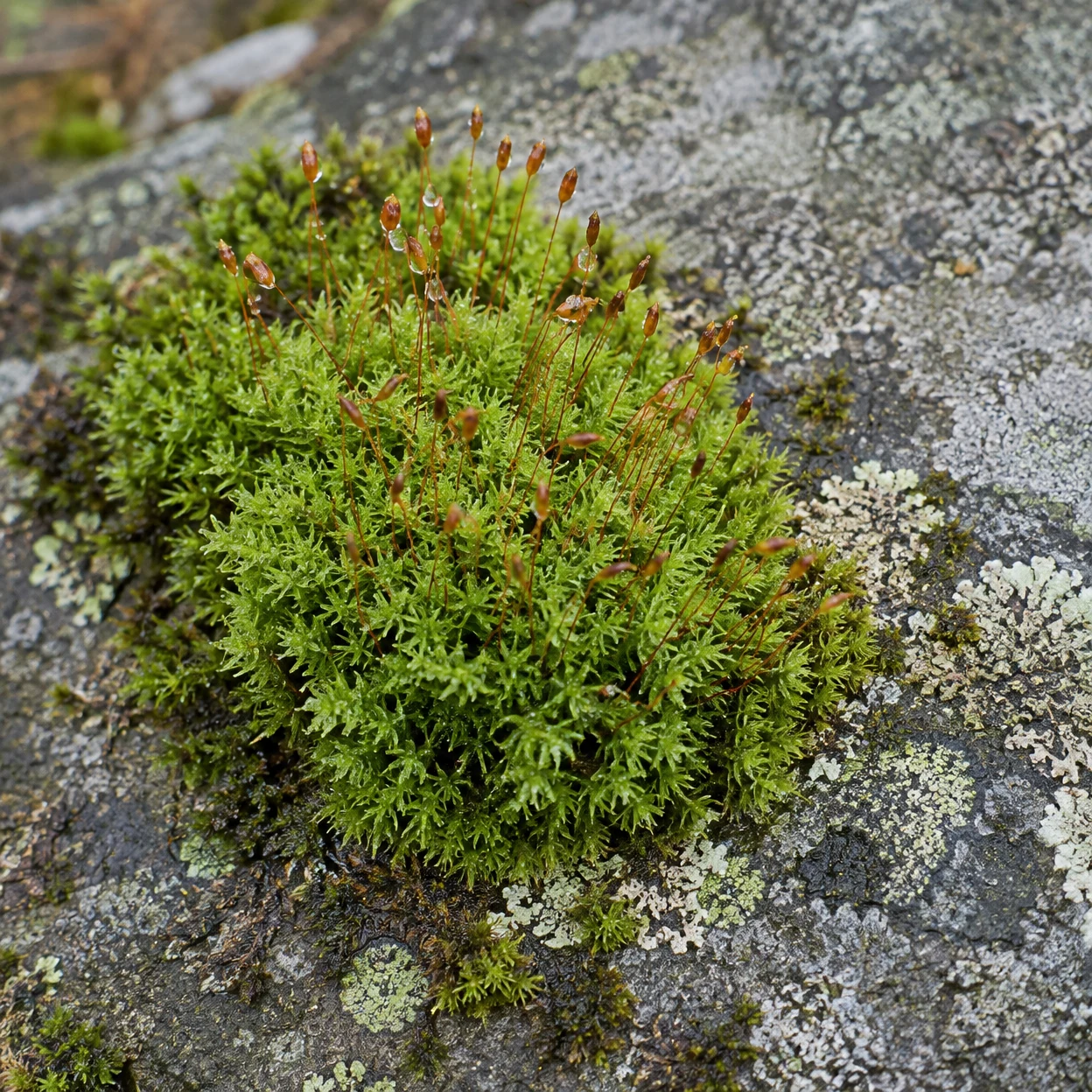 Overhead close-up of a bright green moss cushion with slender russet stalks and capsules growing on a grey, lichen-speckled stone; small droplets glisten on…