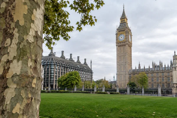 A large peeling-bark plane-tree trunk and leafy branches frame Elizabeth Tower and the Palace of Westminster beyond a broad green lawn under an overcast sky.