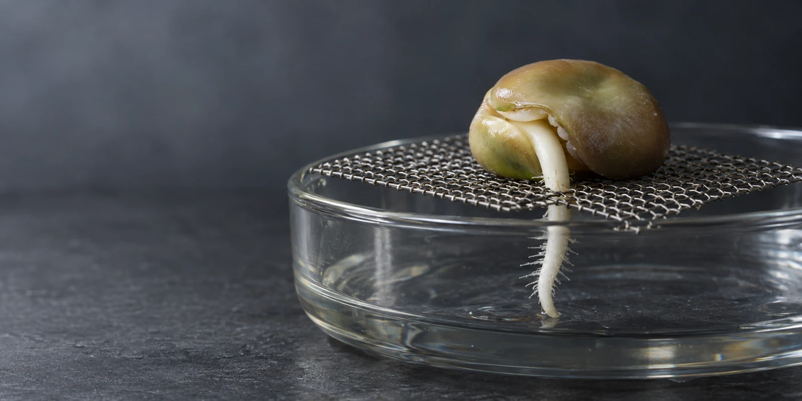 A split olive-tan broad bean seed rests on stainless-steel mesh over a shallow glass dish, with a pale root passing through the mesh and descending toward the…