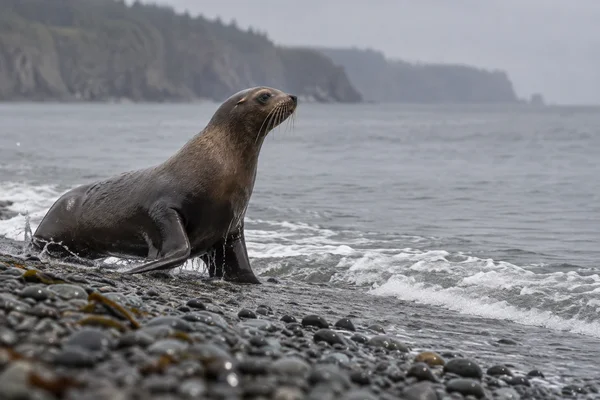 A dark sea lion raises its head and chest as it hauls out of shallow surf onto a pebble shore, with a hazy headland across the grey sea.