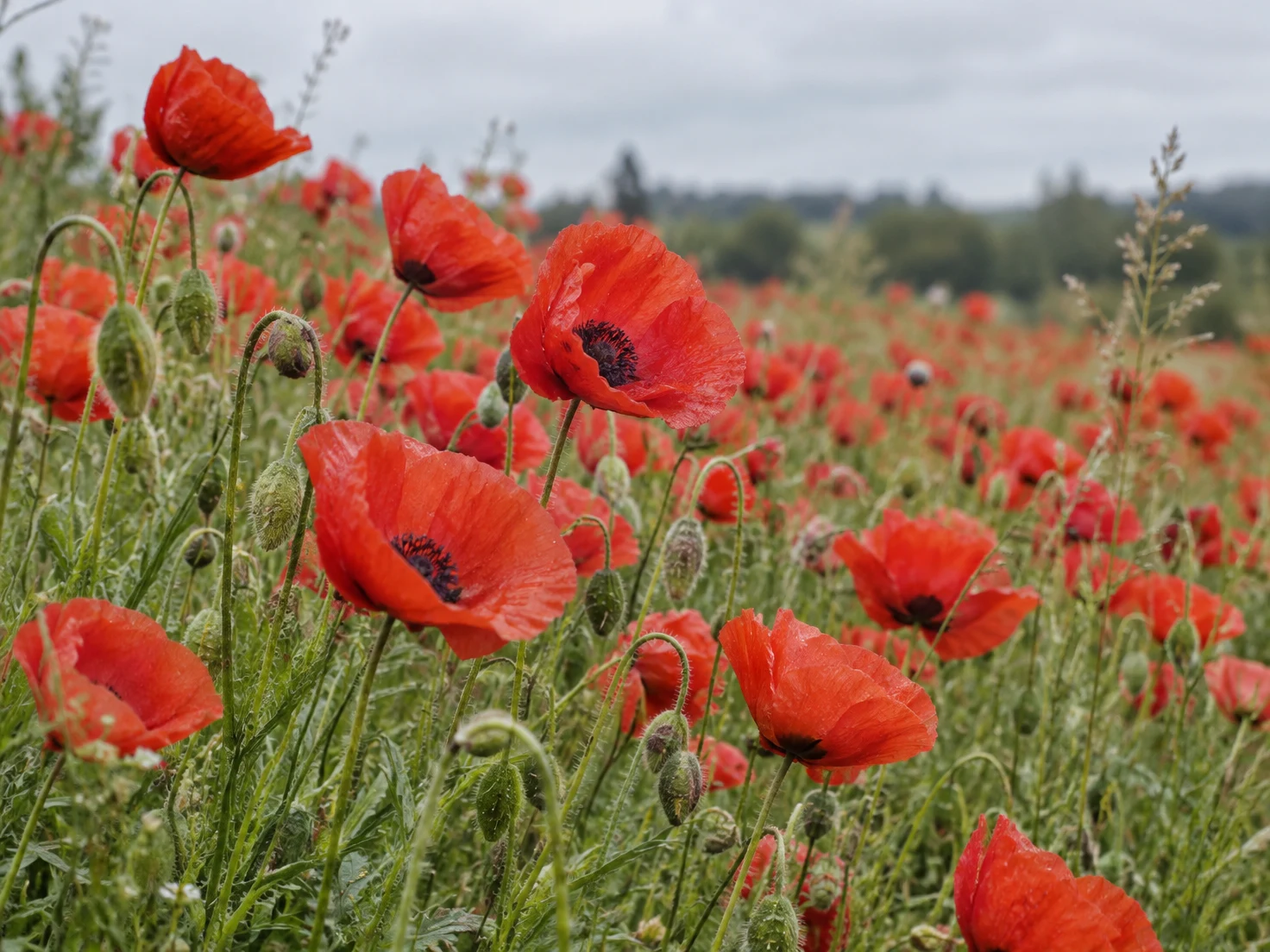 A dense meadow of red poppies and green buds, with several dark-centered blooms in focus against softly blurred flowers, grasses, and a pale overcast sky.