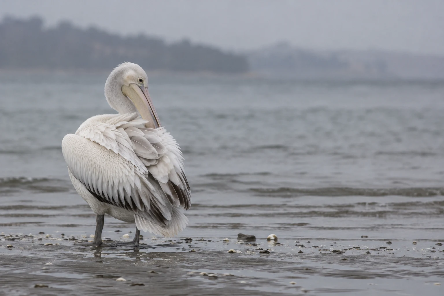 A white pelican stands on a wet, rippled sandbar, its head turned back as its bill works through its folded wing.