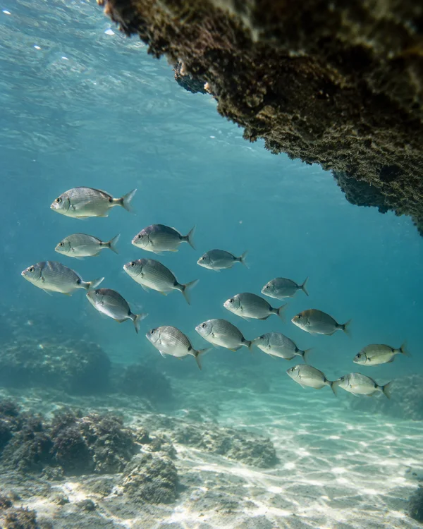A school of silver fish swims beneath a dark rocky ledge over a sunlit sandy seabed in clear blue-green water.