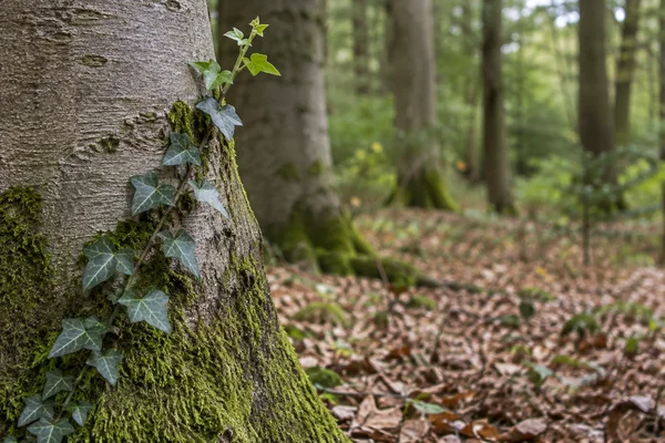 A climbing ivy vine with pale-veined leaves and fresh light-green shoots climbs a moss-covered grey tree trunk; fallen leaves and softly blurred woodland…