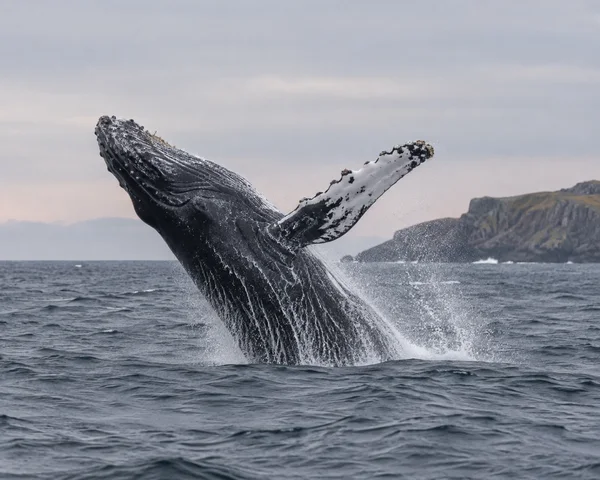 A humpback whale breaches from slate-grey water, its pale, barnacled pectoral fin raised beside its dark ridged body.