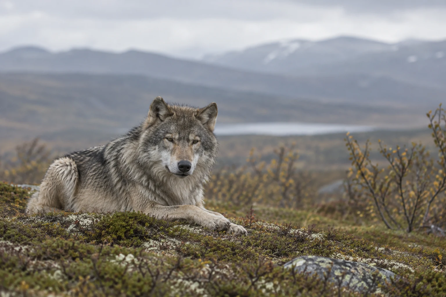 A grey wolf lies on a mossy, shrub-covered ridge with its forelegs extended and head turned toward the camera.