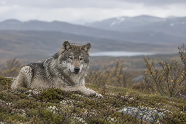 A grey wolf lies on a mossy, shrub-covered ridge with its forelegs extended and head turned toward the camera.