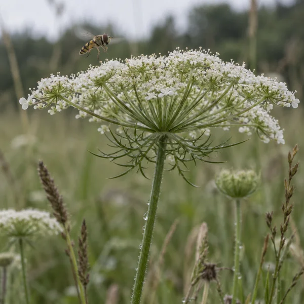 A yellow-and-black striped hoverfly hovers above a broad white wild carrot flower head, with dew on the central stem and softly blurred meadow vegetation…