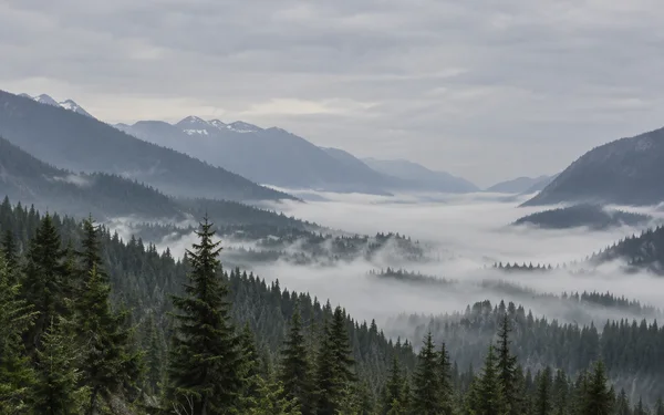 A conifer-covered mountain valley recedes through layered ridgelines and low white mist beneath a broad overcast sky; a few snowy patches mark the distant…