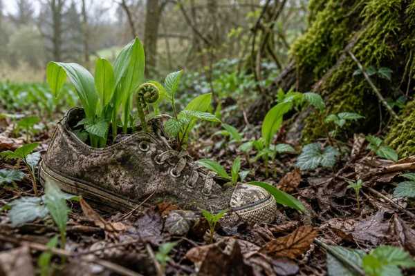 A mud-stained canvas sneaker lies among brown woodland leaves, with fresh green plants and a curled fern growing through its opening.