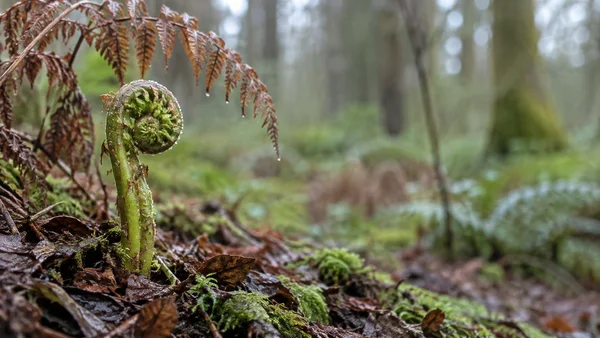 A bright green fern crozier with rusty-brown scales rises from damp leaf litter and moss beneath arching brown bracken fronds; the woodland background is…