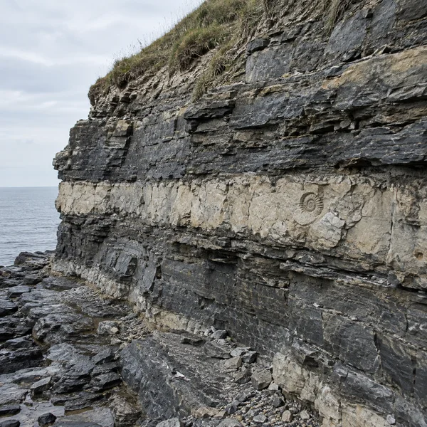 A layered grey shale and cream limestone sea cliff fills most of the square frame, with a spiral ammonite visible in the pale band, loose rock at the base, and…