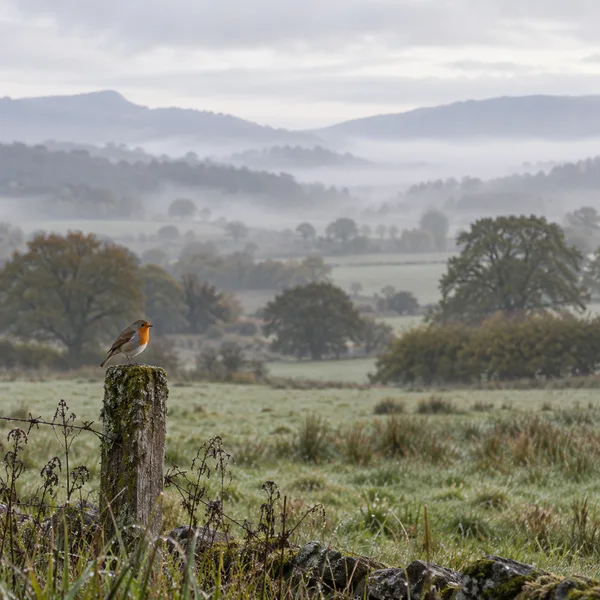 A small European robin with an orange-red breast perches on a moss-covered wooden fence post in a broad grassy meadow, with layered trees, hedgerows and…