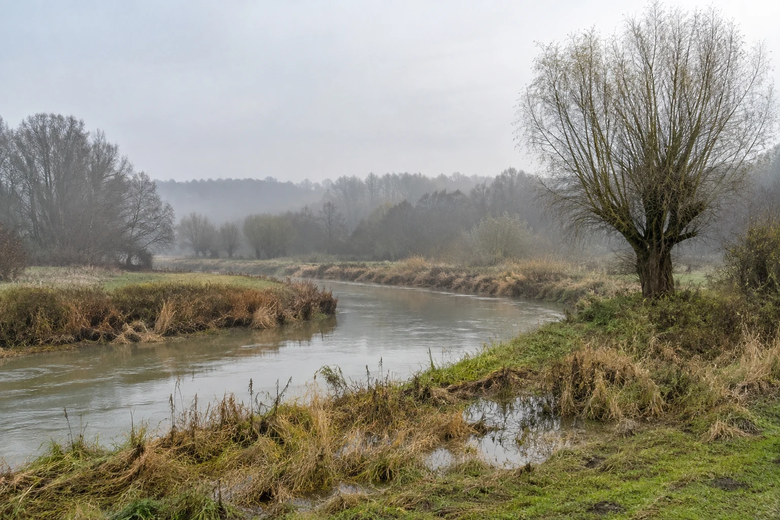 A silty river bends through a wet meadow with reeds and reflective puddles in the foreground; a large pollarded willow stands on the right, with mist-softened…