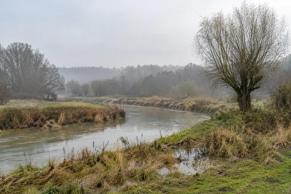 A silty river bends through a wet meadow with reeds and reflective puddles in the foreground; a large pollarded willow stands on the right, with mist-softened…