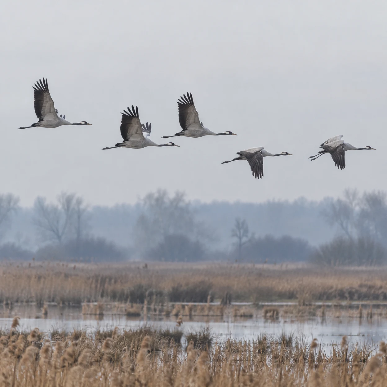 Five long-necked cranes fly in a loose line above a misty wetland of tawny reeds and still pools, with blurred trees in the distance beneath a pale grey sky.