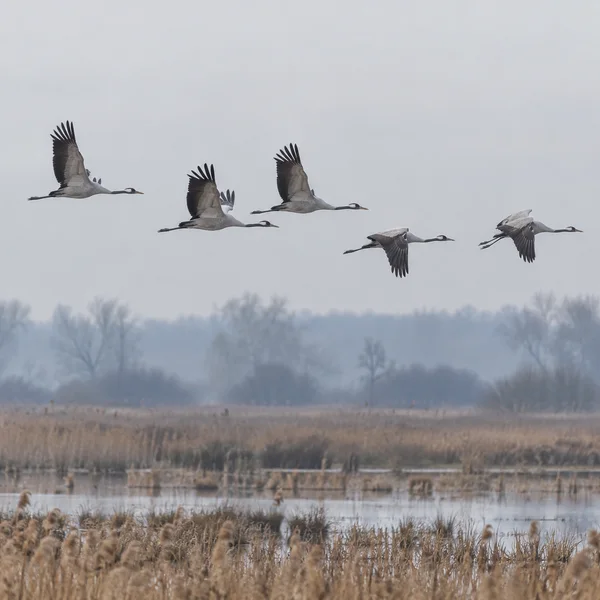 Five long-necked cranes fly in a loose line above a misty wetland of tawny reeds and still pools, with blurred trees in the distance beneath a pale grey sky.