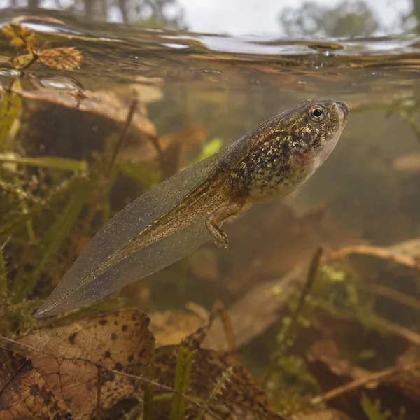 A speckled brown tadpole hangs beneath the water surface in a woodland pond, with a long translucent tail and one visible hind leg ending in toes.