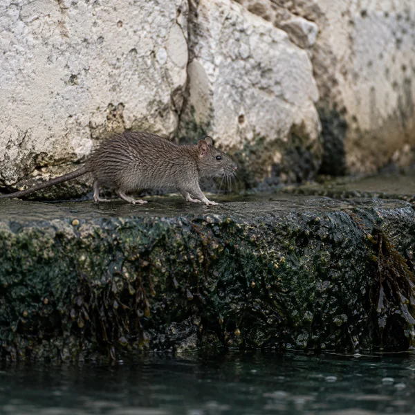 A brown rat walks to the right along a wet, algae-covered stone ledge beneath a pale, rough limestone wall, with dark water in the foreground.