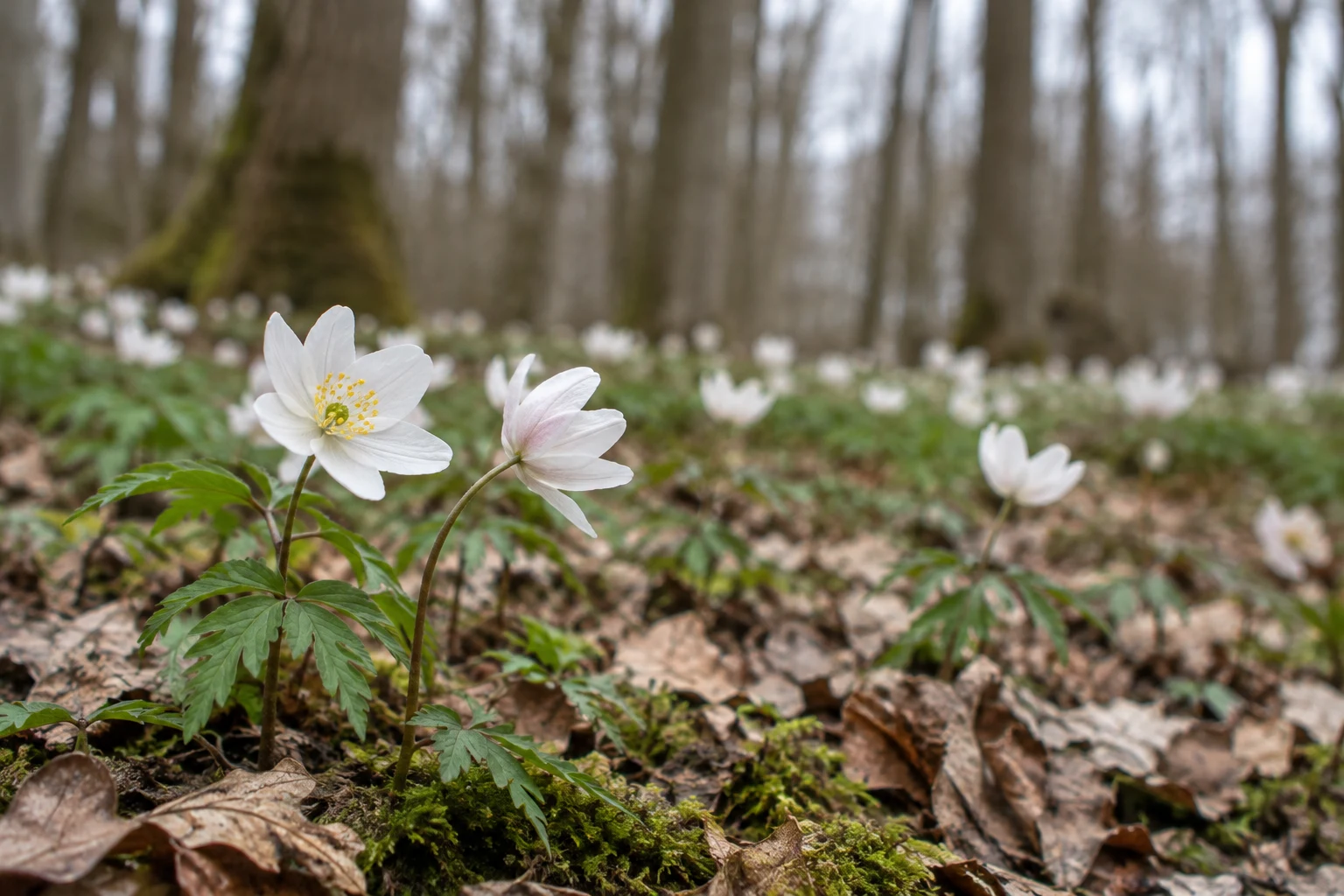 Two white, faintly pink-blushed woodland flowers with finely cut green leaves rise from moss and brown leaf litter; more pale blooms and bare tree trunks blur…