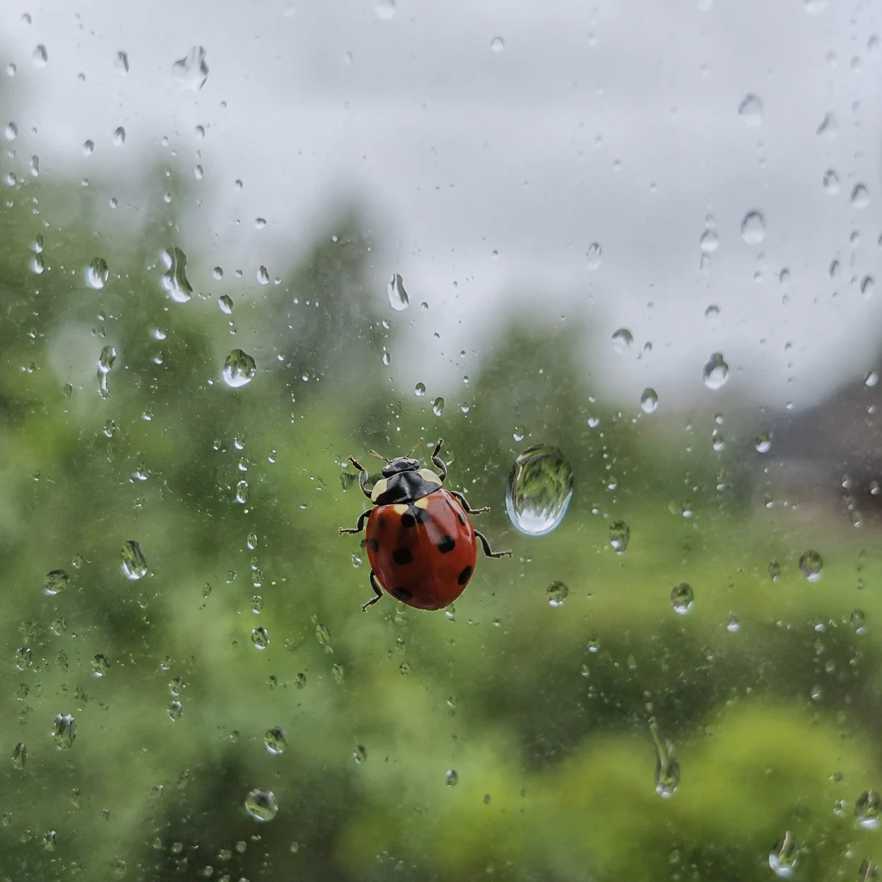 A red-and-black seven-spot ladybird clings to a rain-speckled window pane, with a large water bead beside it and a softly blurred green garden and pale sky…