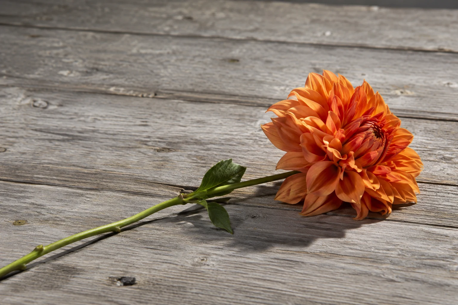 A rust-orange dahlia lies on a weathered grey wooden bench, its green stem running diagonally toward the lower left across the boards.