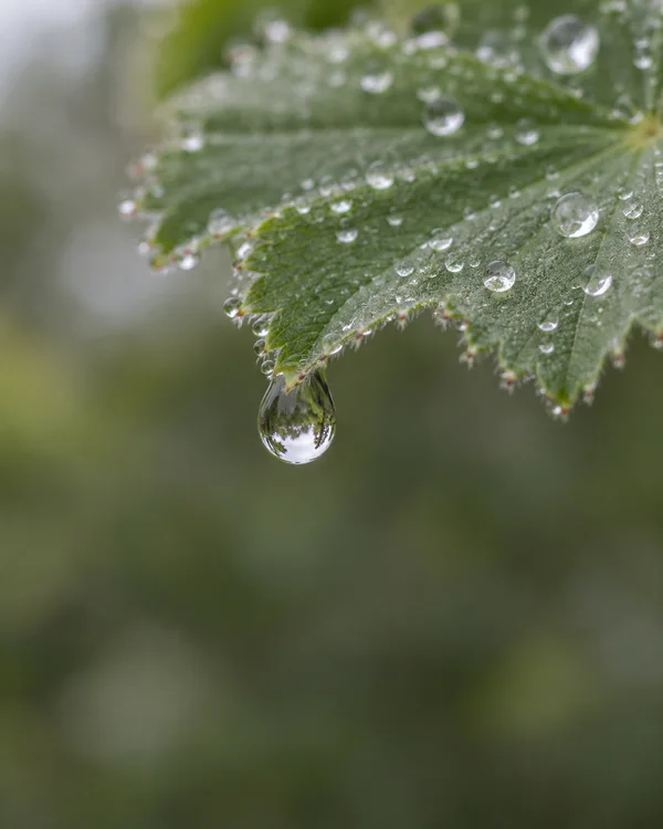 A large clear dewdrop hangs from the pointed edge of a pleated green leaf, reflecting pale sky and dark foliage; smaller droplets dot the leaf above a softly…