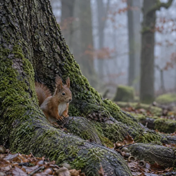 A red squirrel sits with its forepaws on a moss-covered oak root, surrounded by dark bark, leaf litter and acorn caps, with softly blurred woodland trunks…