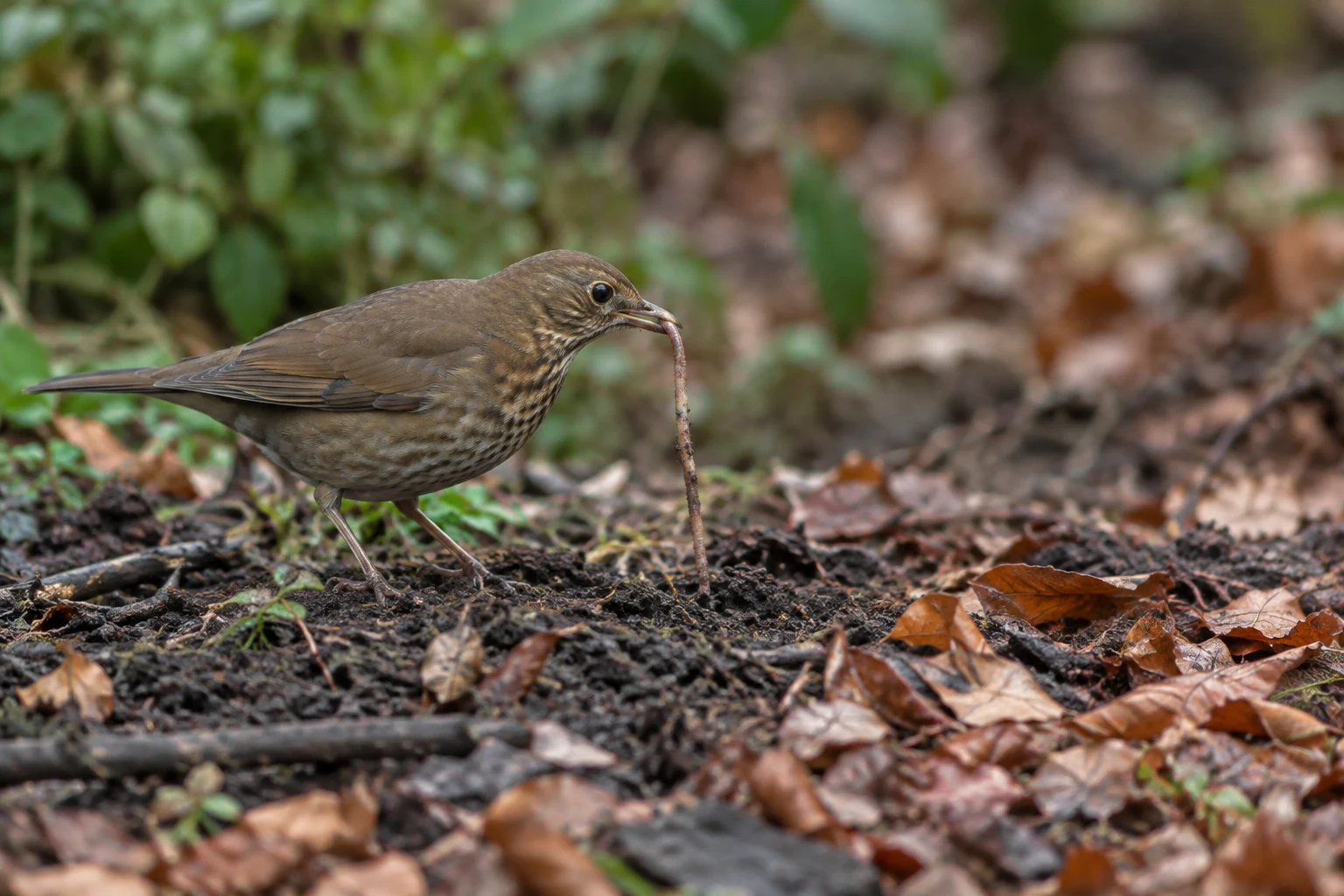 A brown, pale-streaked bird stands on dark garden soil among fallen leaves and twigs, holding a long earthworm in its bill.