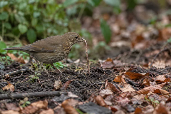 A brown, pale-streaked bird stands on dark garden soil among fallen leaves and twigs, holding a long earthworm in its bill.