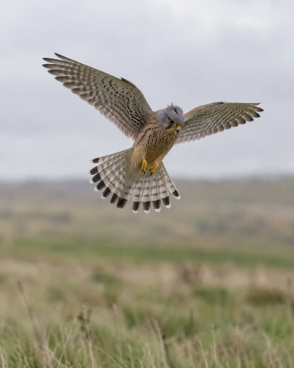 A common kestrel hovers above a blurred green and tawny meadow, wings extended and barred tail fanned; its grey head has raised crown feathers against a pale…