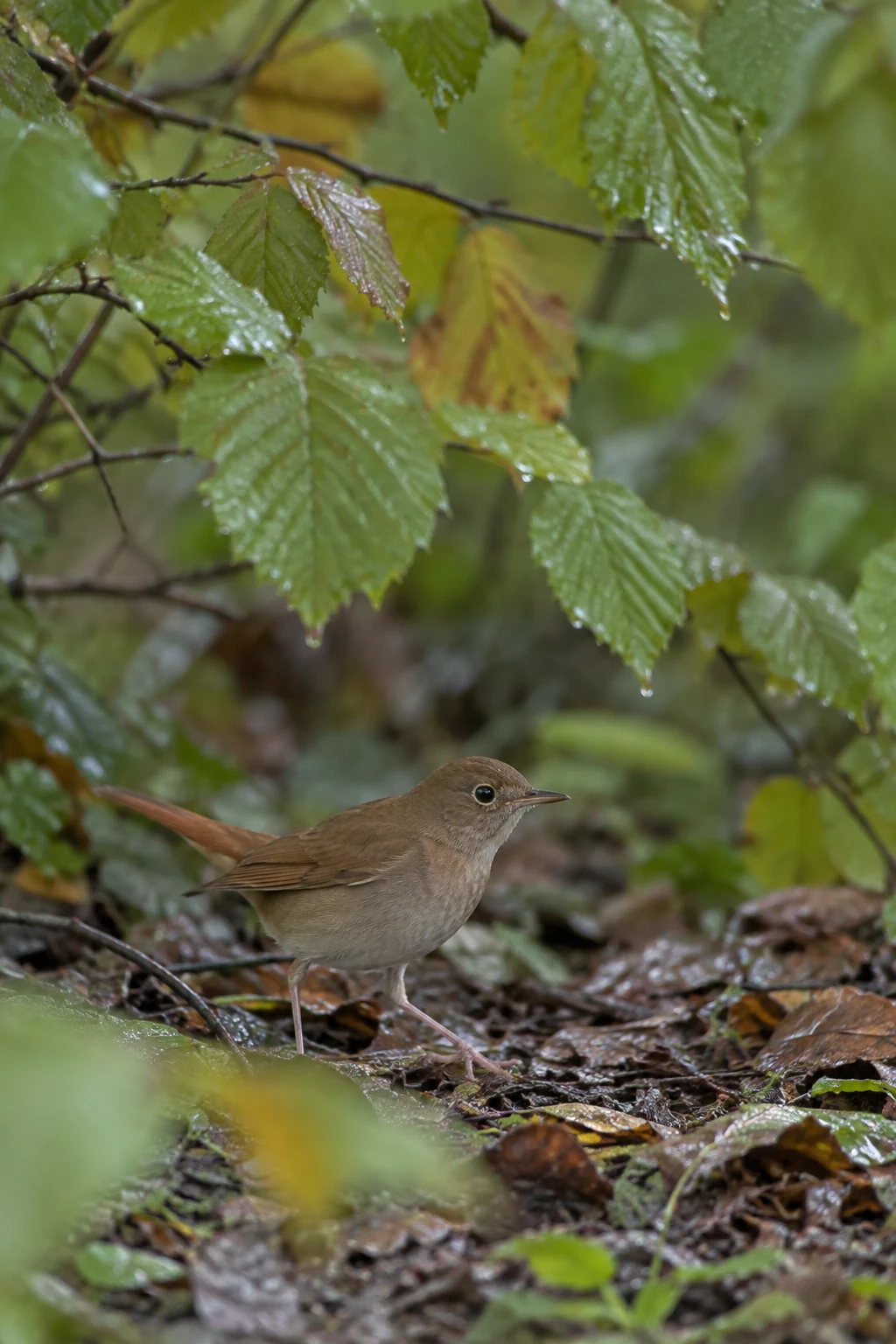 A brown nightingale with a russet tail steps across damp leaf litter beneath overlapping rain-beaded green and amber leaves.