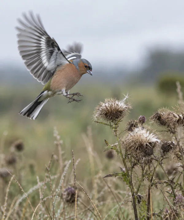 A male chaffinch descends with wings spread toward a cluster of seed heads in a muted meadow, its head and eye sharp against a soft grey-green background.