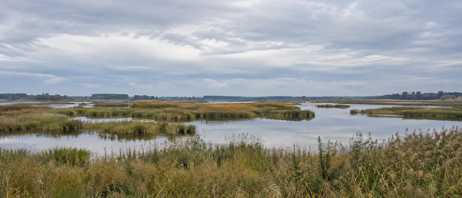 A wide view across a lowland wetland, with golden-green reed beds, shallow winding channels and still pools reflecting a layered overcast sky; a distant…
