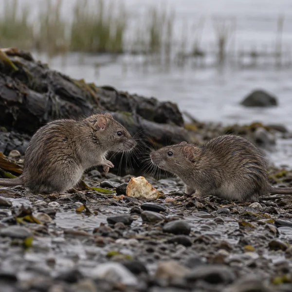 Two brown rats face each other on wet grey pebbles, with a small piece of bread between them; one sits partly upright with a forepaw raised while the other…