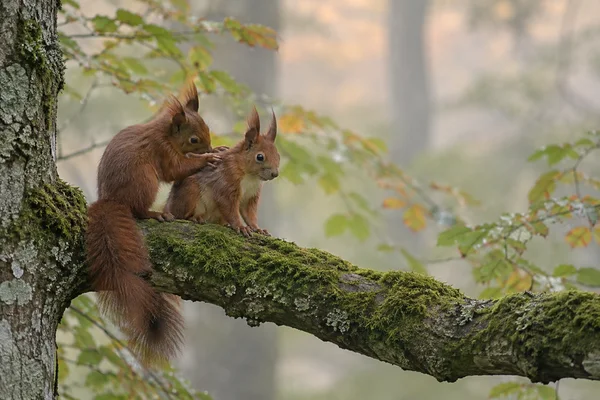 Two red squirrels with tufted ears sit together on a moss-covered branch, one resting a paw on the other's shoulder as it grooms; softly blurred woodland…