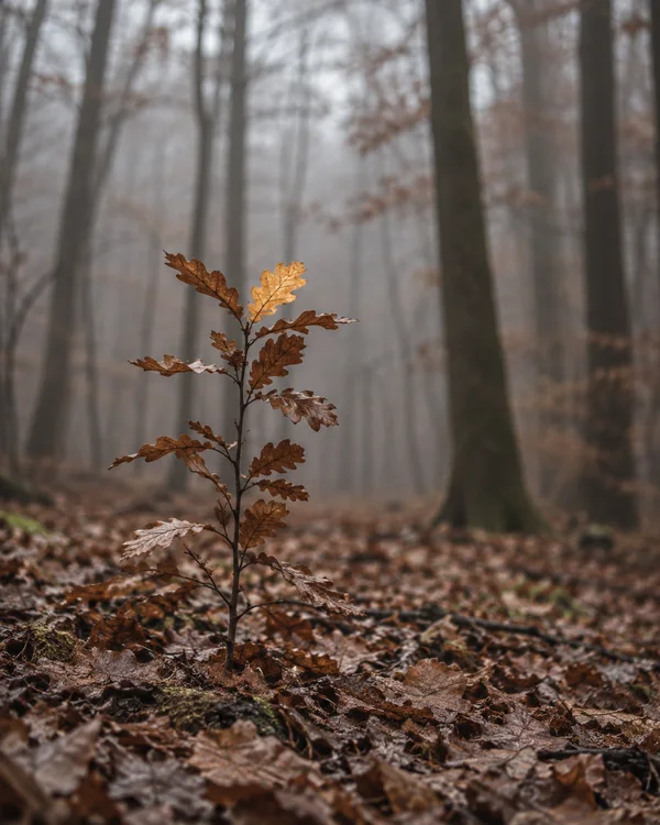 A slender young oak sapling with brown leaves stands in a carpet of fallen leaves in a softly blurred, misty woodland; one leaf near the top is golden.