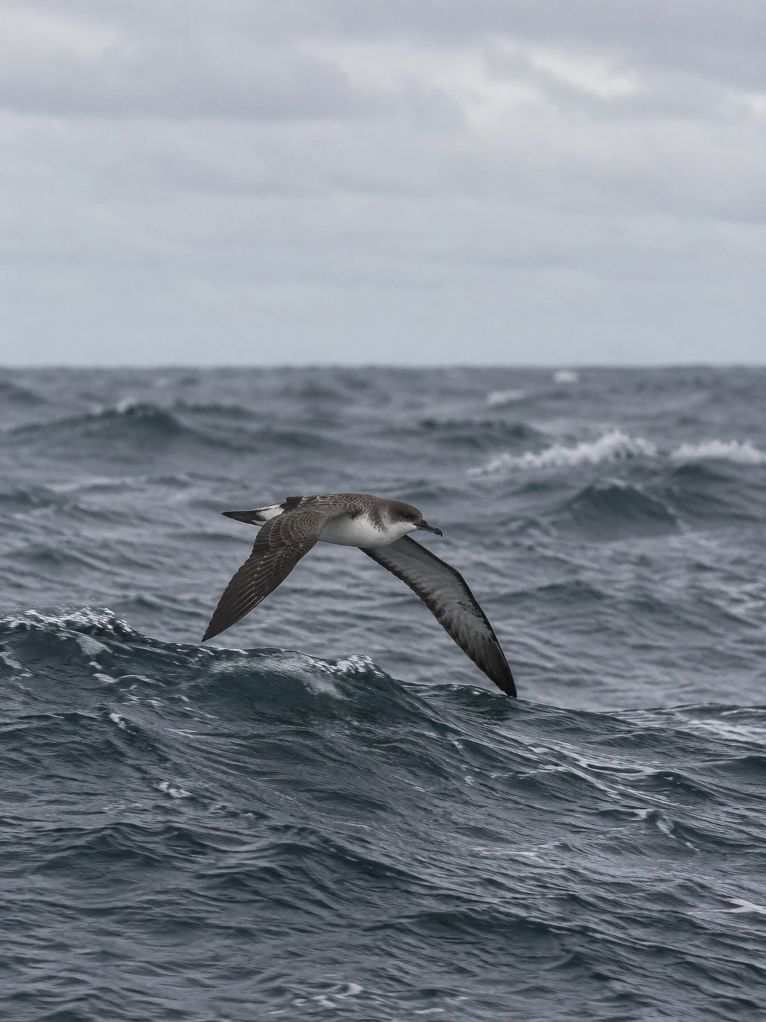A dark-backed seabird with a pale underside glides low over a choppy slate-grey ocean, its long wings angled down near the wave tops beneath a pale overcast…