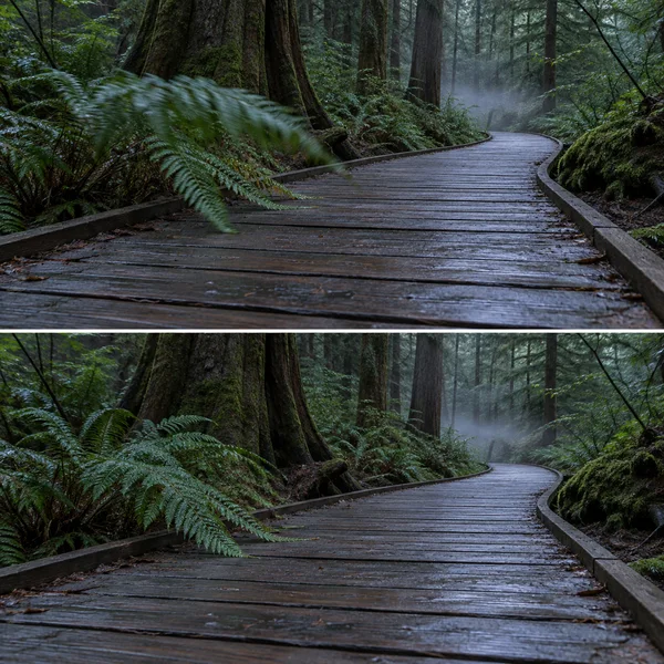 A two-panel forest diptych shows a damp wooden boardwalk curving through dense green trees and faint mist; a fern frond sweeps across the planks in the upper…