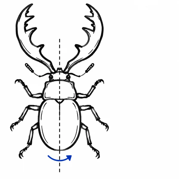 A hand-drawn black stag beetle viewed from above, with oversized symmetrical mandibles, two antennae, six bent legs, a vertical centre line and a blue curved…
