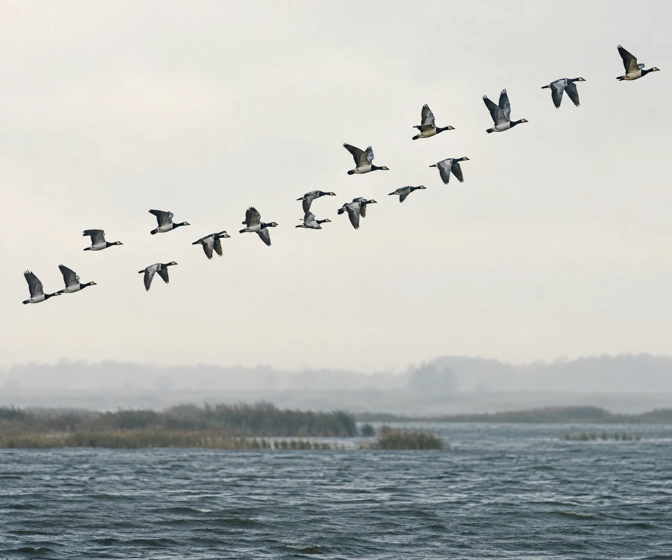 A loose flock of geese flies diagonally across a pale overcast sky above a misty estuary with reeds and rippled water.