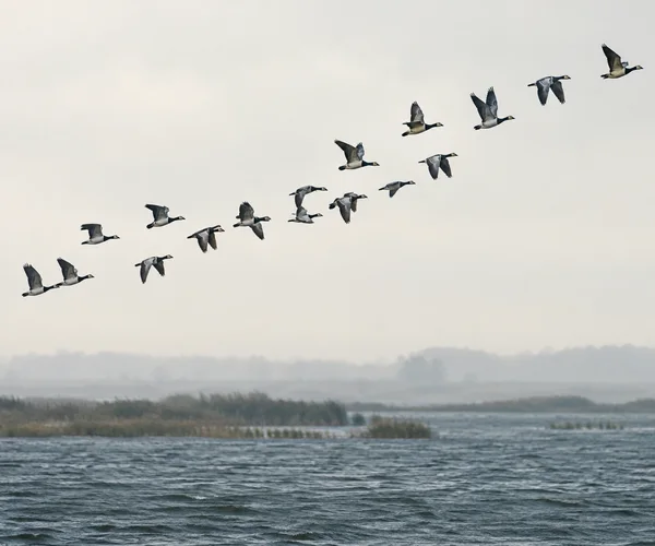 A loose flock of geese flies diagonally across a pale overcast sky above a misty estuary with reeds and rippled water.