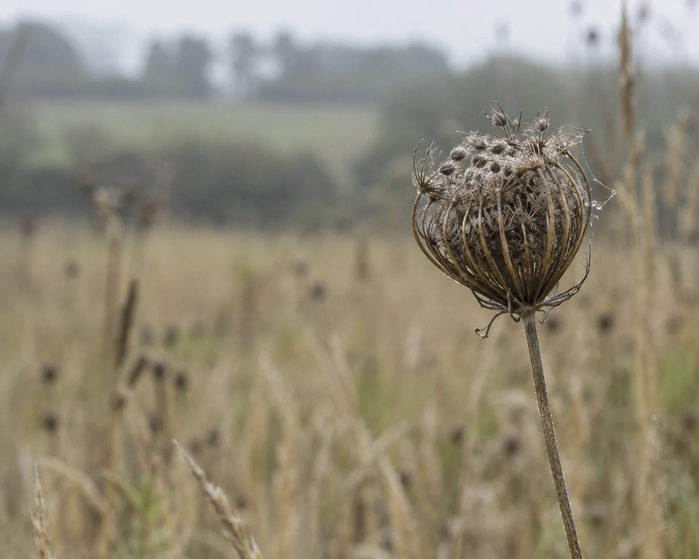 A dried wild carrot umbel with inward-curled brown rays and fine cobweb strands stands on a thin stalk in a softly blurred field of pale grasses, with open…