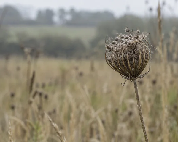 A dried wild carrot umbel with inward-curled brown rays and fine cobweb strands stands on a thin stalk in a softly blurred field of pale grasses, with open…