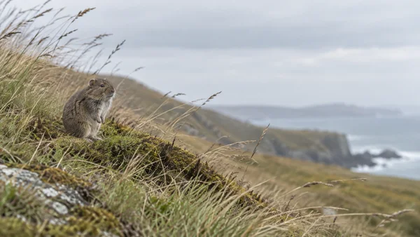 A small brown rodent sits upright among windblown grass on a coastal ridge, with a blurred sea and broad overcast sky behind it.