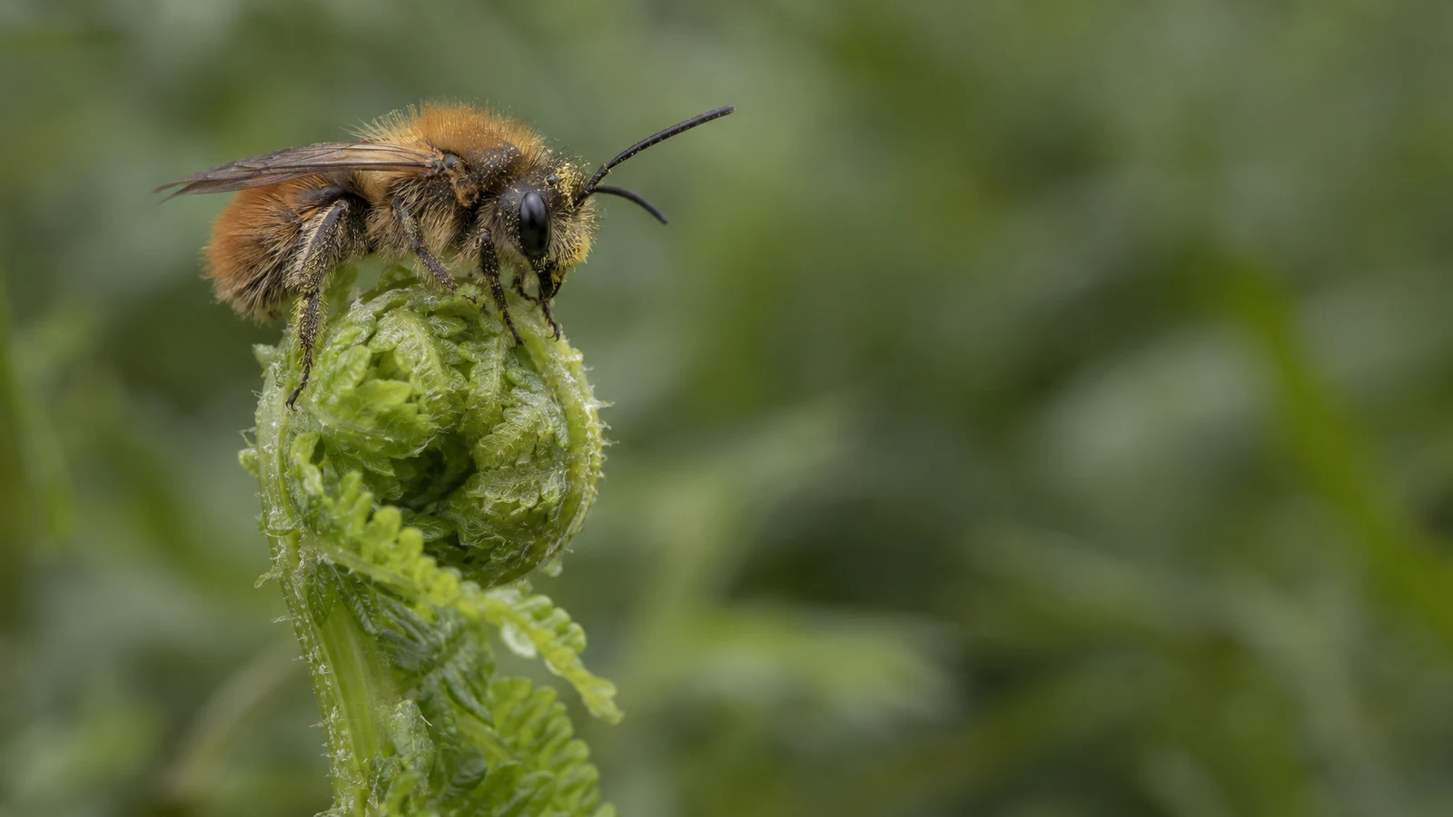 A fuzzy, rust-brown bee with pollen-dusted hairs rests on a tightly curled lime-green fern tip, with a softly blurred green background and open space to the…
