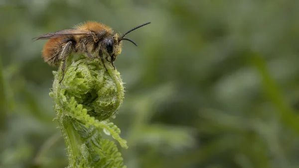 A fuzzy, rust-brown bee with pollen-dusted hairs rests on a tightly curled lime-green fern tip, with a softly blurred green background and open space to the…