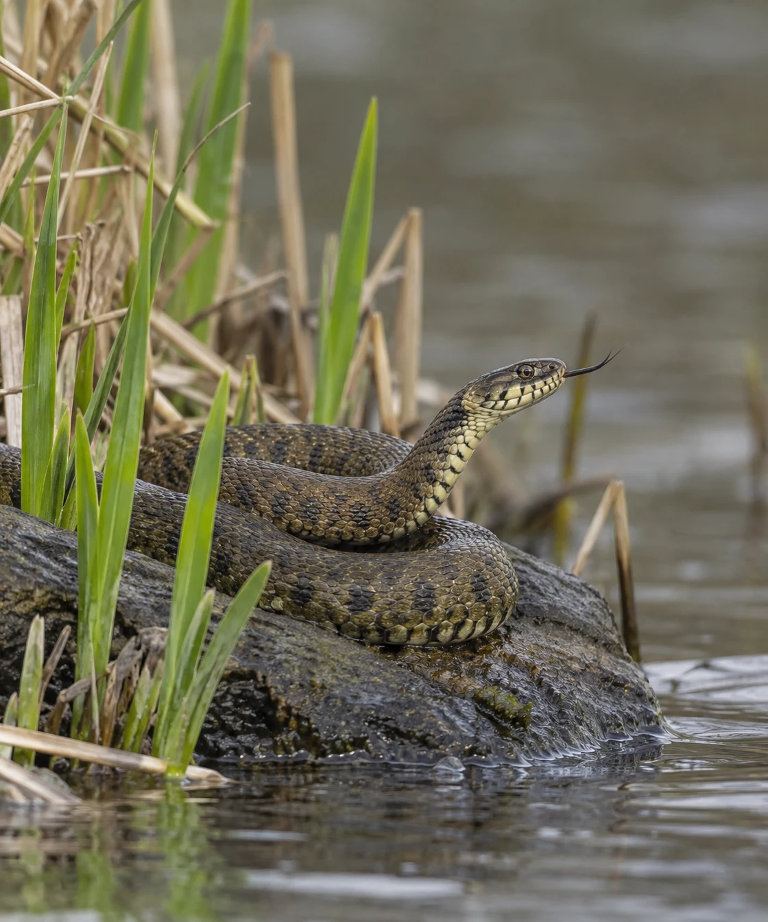 A patterned olive-brown snake rests in loose coils on a wet dark stone at the water’s edge, its head raised and forked tongue extended.