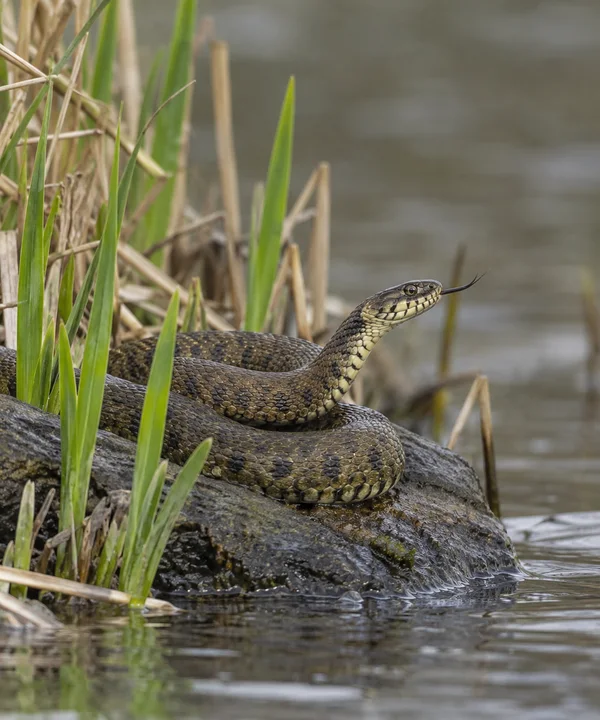 A patterned olive-brown snake rests in loose coils on a wet dark stone at the water’s edge, its head raised and forked tongue extended.