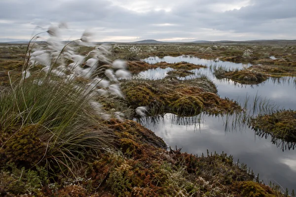 A cotton-grass tussock fills the left foreground of an open peat bog, its white seed heads blurred in the wind.